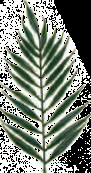 10" GREEN  EMERALD FERN | 288-Piece per Pack