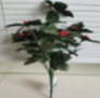 GREEN HOLLY BERRY BUSH 21LVS [Bun]