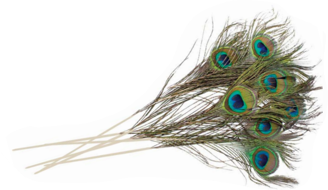 PEACOCK FEATHERS | 100-Piece per BUNDLE