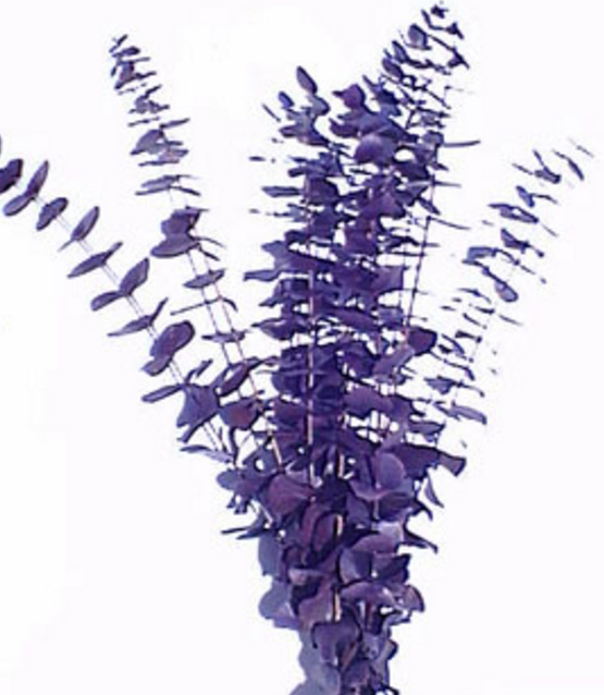 EUCALYPTUS - CONCORD | 1-Bunch per Pack