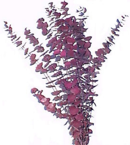 EUCALYPTUS - PLUM | 1-Bunch per Pack