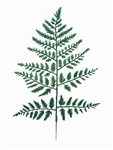 15" GREEN FERN | 144-Piece per Pack