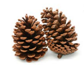 AUSTRICA PICKED NATURAL PINE CONE 2-3" | 100-Piece per Pack