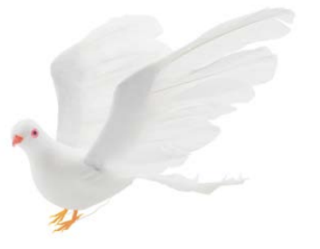 [LDV] 10" LARGE WHITE DOVE | 12-Piece per Pack