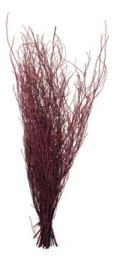 [BRAN-RD] 4FT RED BRANCHES - PK 50 STEMS [Bun]