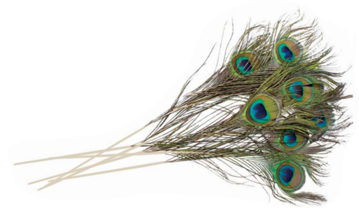 [PCF] PEACOCK FEATHERS | 100-Piece per BUNDLE