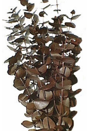 [EUC-BRO] EUCALYPTUS - BROWN | 1-Bunch per Pack