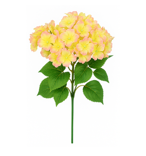 [BHYD-CR] SILK HYDRANGEA CREAM/PINK | 5-Heads per Bunch/ 24-Bunch per Case